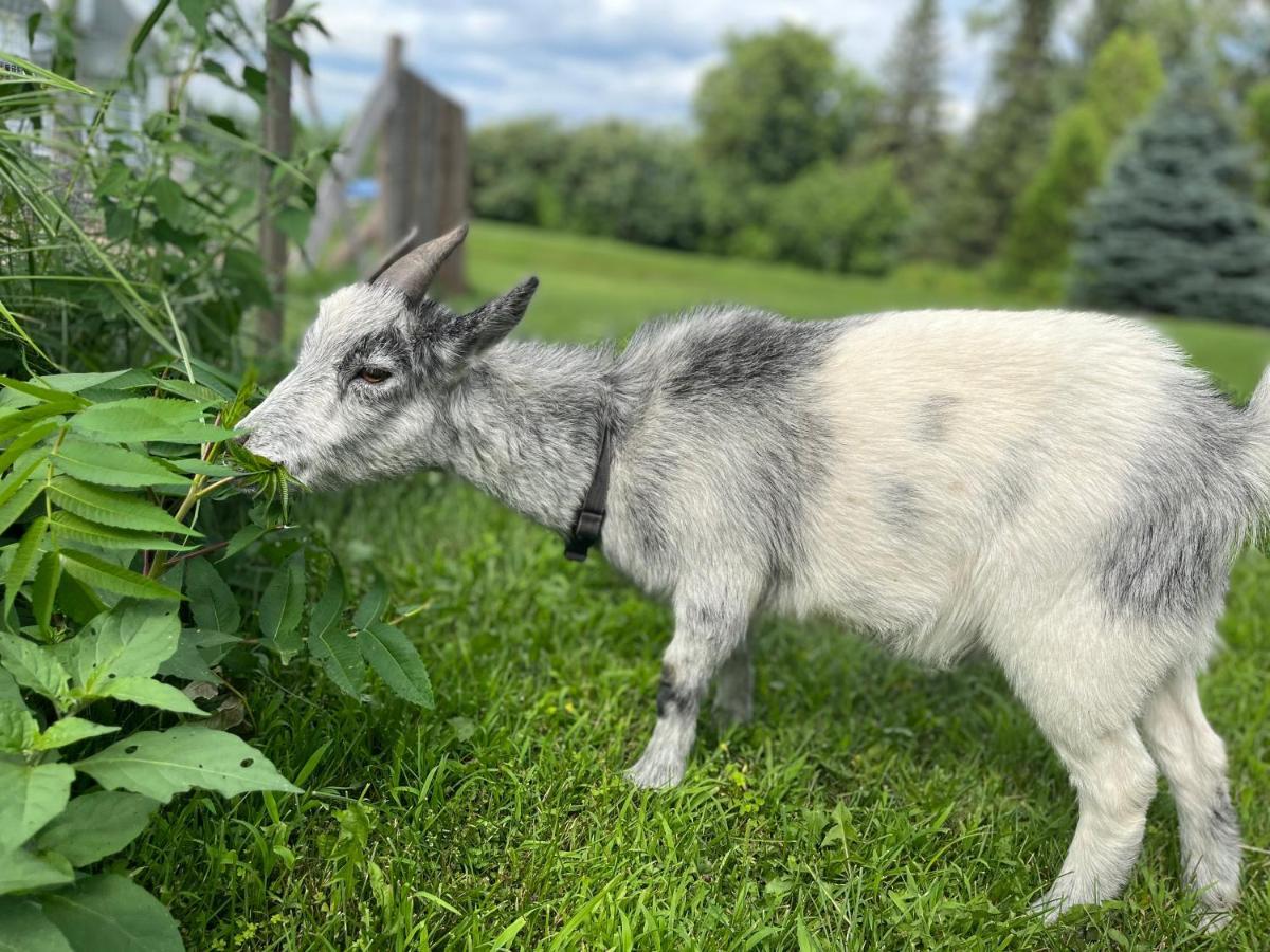 Gite - La Ruee Vers L'Orge Trois-Rivières Exterior foto